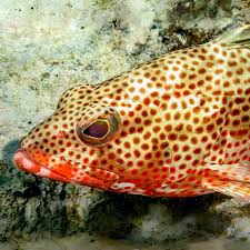 Image result for Epinephelus guttatus