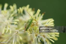 Attēlu rezultāti vaicājumam “Thalictrum lucidum leaf”