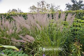 Attēlu rezultāti vaicājumam “Calamagrostis arundinacea”