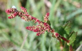 Attēlu rezultāti vaicājumam “Rumex acetosa flower”