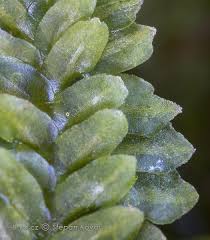 Attēlu rezultāti vaicājumam “Diplophyllum albicans”