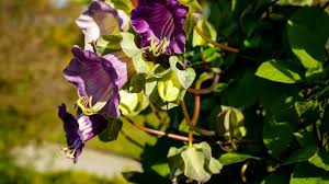 Image result for Glockenrebe