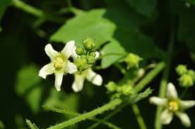 Attēlu rezultāti vaicājumam “Bryonia alba bud”