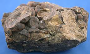 Attēlu rezultāti vaicājumam “Cyanophyta”