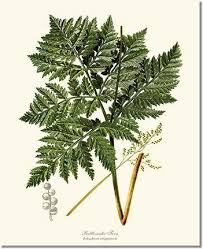 Attēlu rezultāti vaicājumam “Botrychium virginianum”