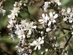 Attēlu rezultāti vaicājumam “Gypsophila fastigiata”