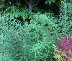 Attēlu rezultāti vaicājumam “Polygonatum verticillatum”