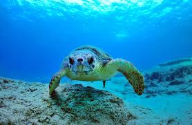 Image result for Caretta caretta
