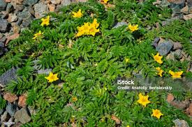 Attēlu rezultāti vaicājumam “Argentina anserina flower”