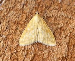 Attēlu rezultāti vaicājumam “Paratalanta hyalinalis”