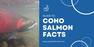 Image result for Oncorhynchus kisutch