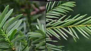 Attēlu rezultāti vaicājumam “Taxus”