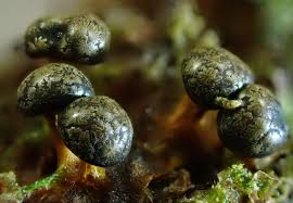 Attēlu rezultāti vaicājumam “Diderma tigrinum”