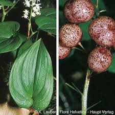 Attēlu rezultāti vaicājumam “Maianthemum bifolium”