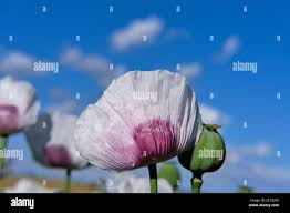 Image result for Papaver somniferum White Cloud