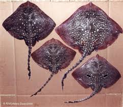 Image result for Raja clavata