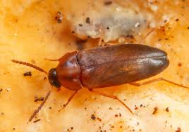 Attēlu rezultāti vaicājumam “Tetratoma ancora”