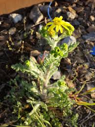 Attēlu rezultāti vaicājumam “Senecio vernalis”