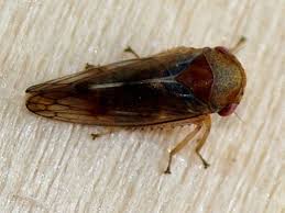 Attēlu rezultāti vaicājumam “Oncopsis sp.”