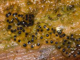 Attēlu rezultāti vaicājumam “Colloderma oculatum”