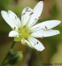 Attēlu rezultāti vaicājumam “Stellaria longifolia flower”