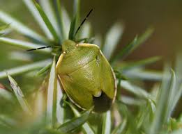 Attēlu rezultāti vaicājumam “Chlorochroa juniperina imago”