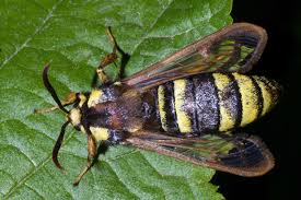 Attēlu rezultāti vaicājumam “Sesia apiformis”