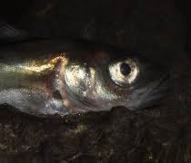 Image result for Boreogadus saida