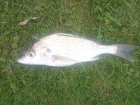 Image result for Pomadasys commersonnii