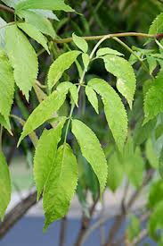 Attēlu rezultāti vaicājumam “Sambucus nigra leaf”