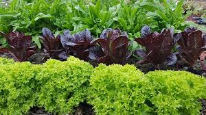 Image result for Pflücksalat