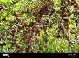 Attēlu rezultāti vaicājumam “Larix kaempferi female flower”