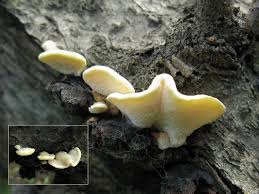 Attēlu rezultāti vaicājumam “Antrodiella serpula”