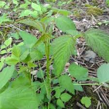 Attēlu rezultāti vaicājumam “Rubus caesius”