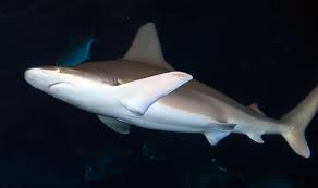 Image result for Carcharhinus plumbeus