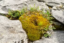 Attēlu rezultāti vaicājumam “Tortella tortuosa”