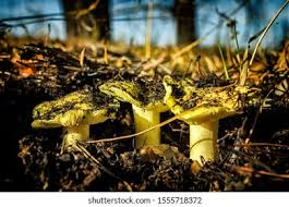 Attēlu rezultāti vaicājumam “Trichia flavicoma stalked”