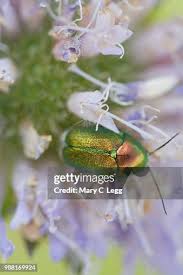 Attēlu rezultāti vaicājumam “Cryptocephalus aureolus, Cryptocephalus sericeus”