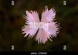 Attēlu rezultāti vaicājumam “Dianthus arenarius”