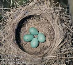 Attēlu rezultāti vaicājumam “Turdus philomelos nest”