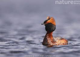 Image result for Podiceps auritus