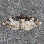 Attēlu rezultāti vaicājumam “Catarhoe cuculata”