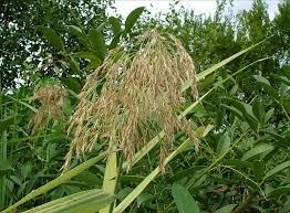 Attēlu rezultāti vaicājumam “Phragmites communis leaf”