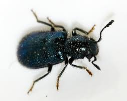 Attēlu rezultāti vaicājumam “Korynetes caeruleus”