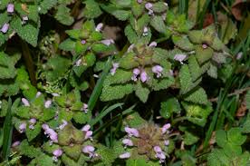Attēlu rezultāti vaicājumam “Lamium purpureum flower”