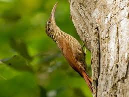 Attēlu rezultāti vaicājumam “Flaviporus citrinellus”