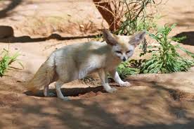 Attēlu rezultāti vaicājumam “Vulpes zerda”