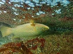 Image result for Labrus bergylta