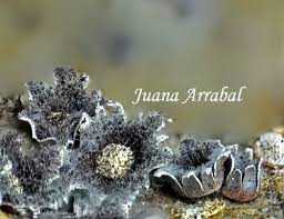 Attēlu rezultāti vaicājumam “Licea minima”