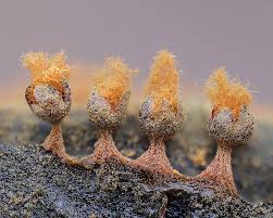 Attēlu rezultāti vaicājumam “Comatricha fragilis macro”